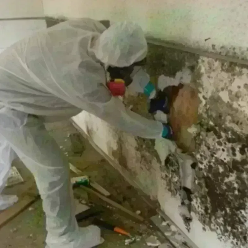 Mold Remediation and Removal in Green Rock, IL